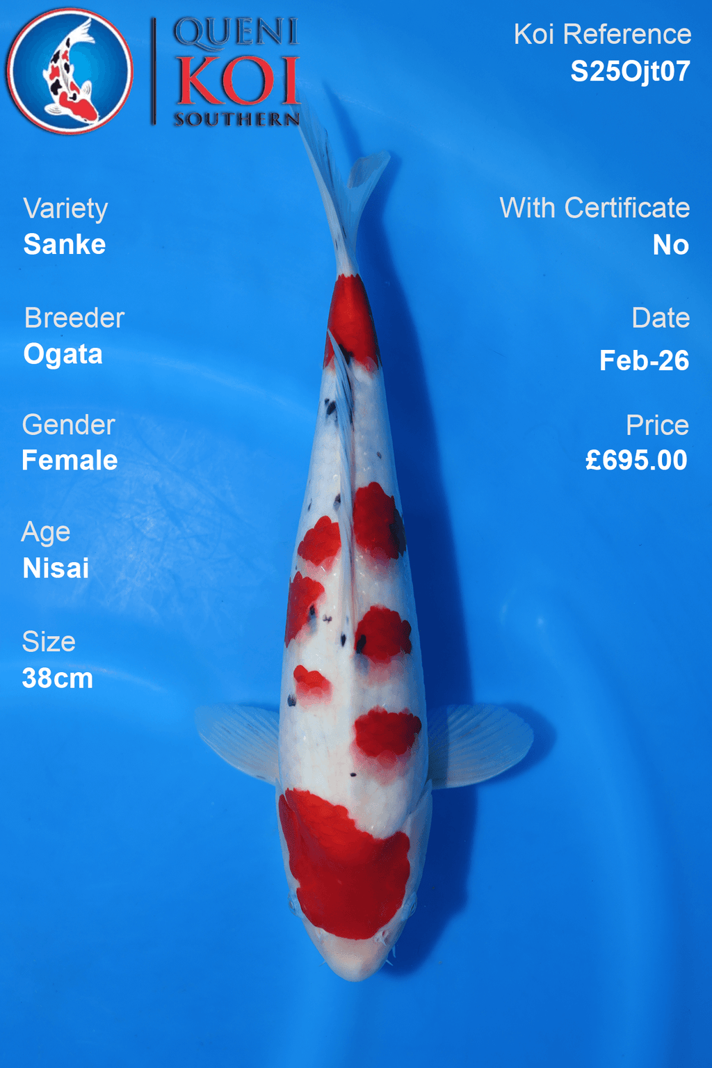 Sanke Koi S25Ojt07 Female Nisai 38cm by Ogata