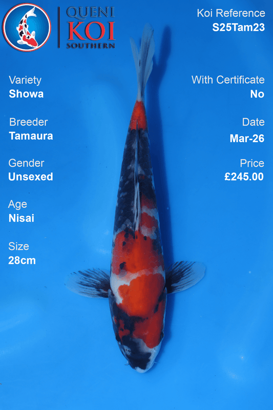 Showa Koi S25Tam23 unsexed Nisai 28cm koi