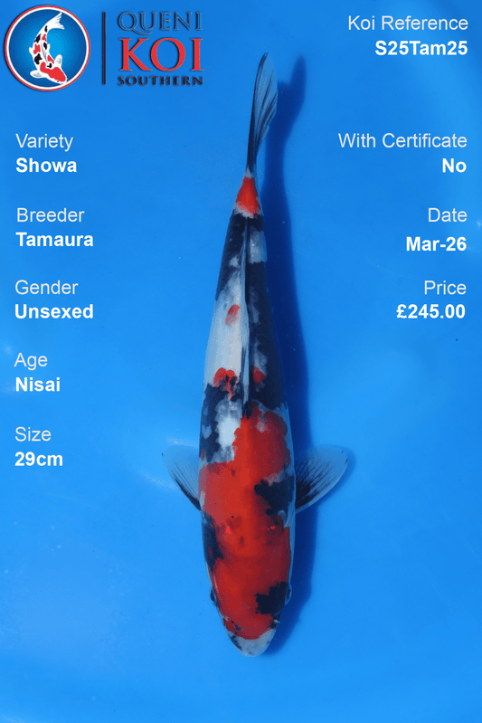 Showa Koi S25Tam25 unsexed Nisai 29cm koi