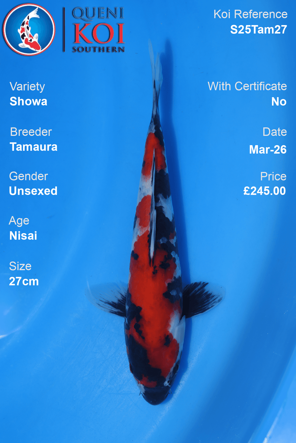 Showa Koi S25Tam27 unsexed Nisai 27cm koi