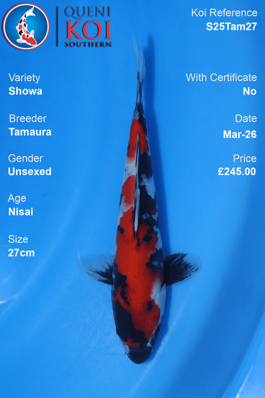 Showa Koi S25Tam27 unsexed Nisai 27cm koi