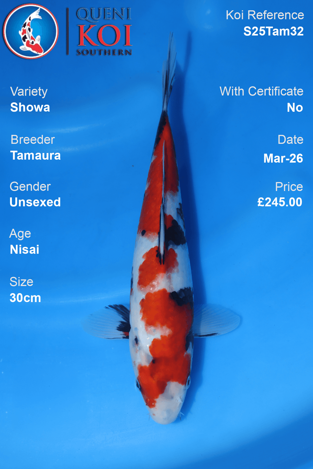 Showa Koi S25Tam32 unsexed Nisai 30cm koi