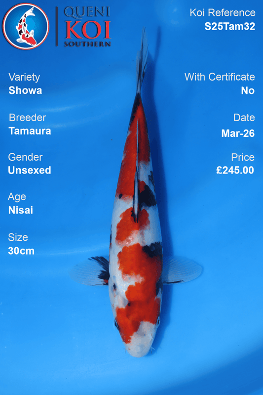 Showa Koi S25Tam32 unsexed Nisai 30cm koi