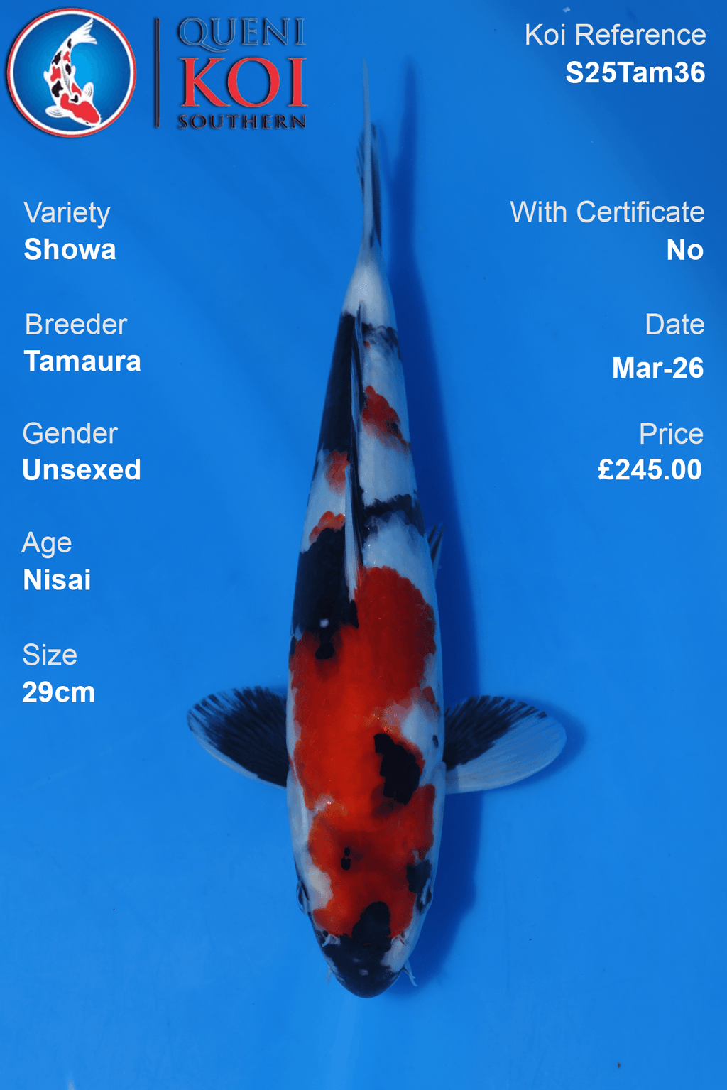 Showa Koi S25Tam36 unsexed Nisai 29cm koi