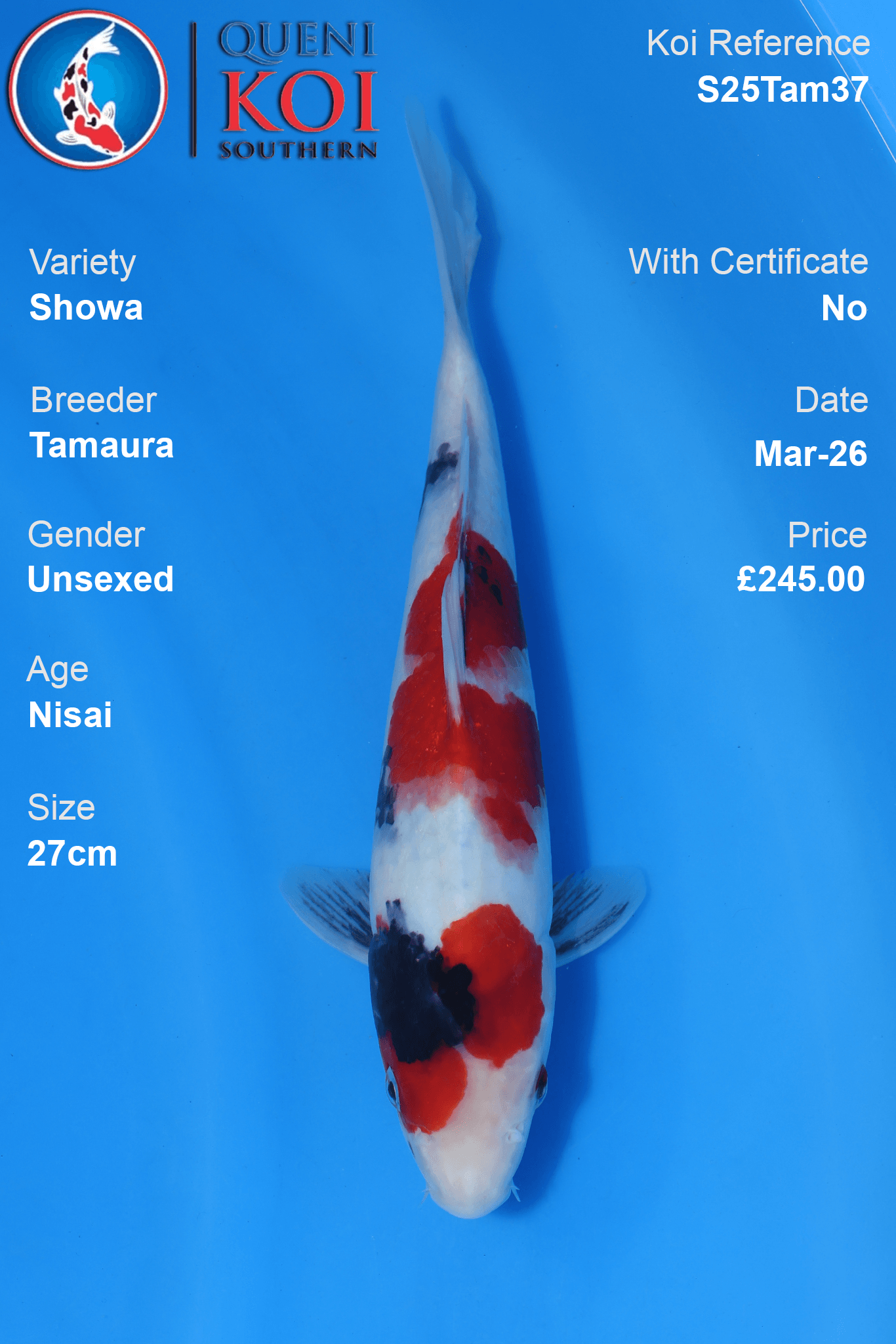 Showa Koi S25Tam37 unsexed Nisai 27cm koi