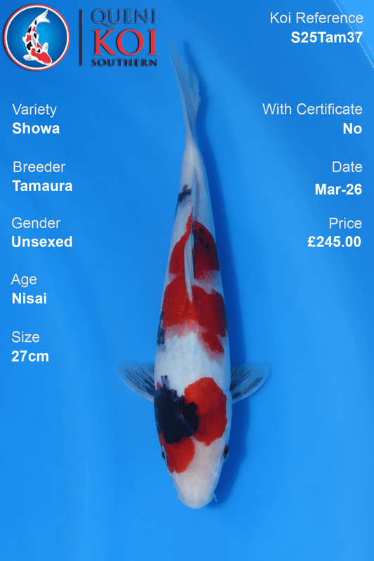 Showa Koi S25Tam37 unsexed Nisai 27cm koi