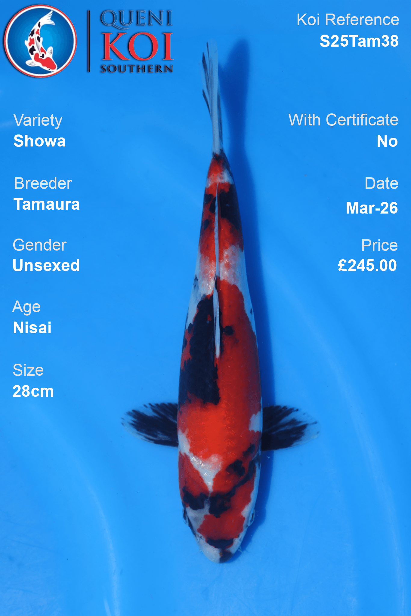 Showa Koi S25Tam38 unsexed Nisai 28cm koi