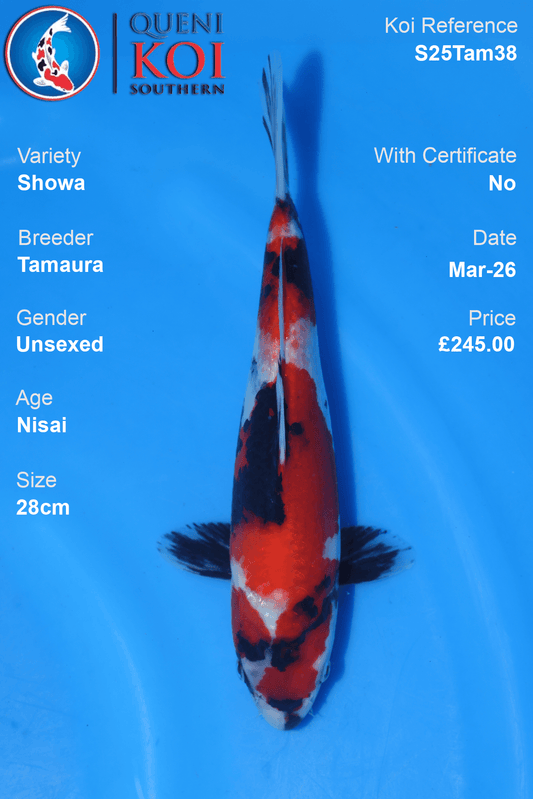 Showa Koi S25Tam38 unsexed Nisai 28cm koi