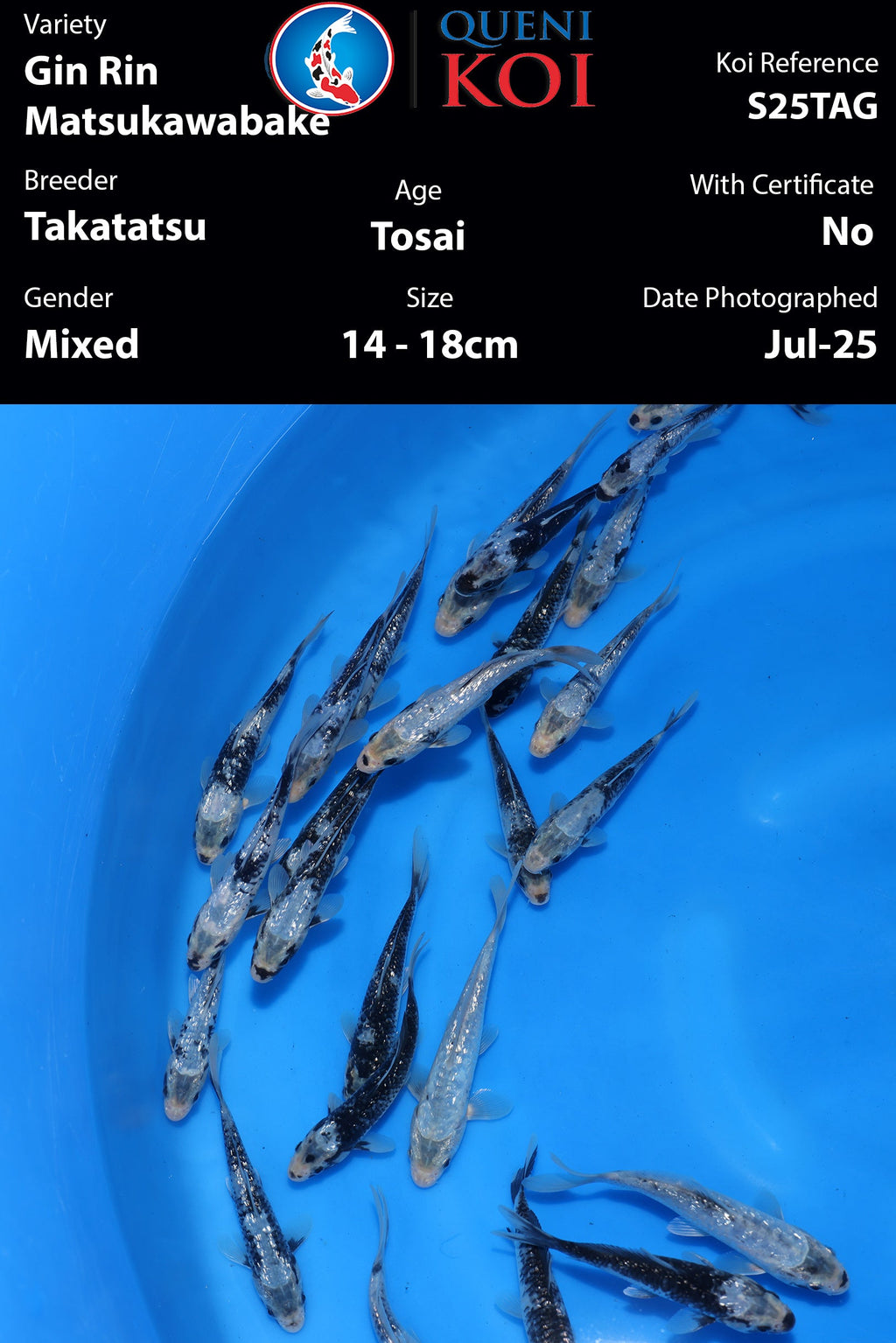 Gin Rin Matsukawabake - S25TAG (No full Black)