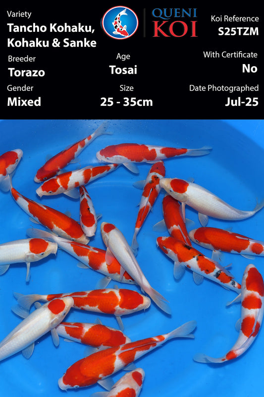Kohaku, Tancho Kohaku & Sanke Mix - S25TZM