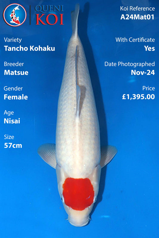 Tancho Kohaku - A24Mat01