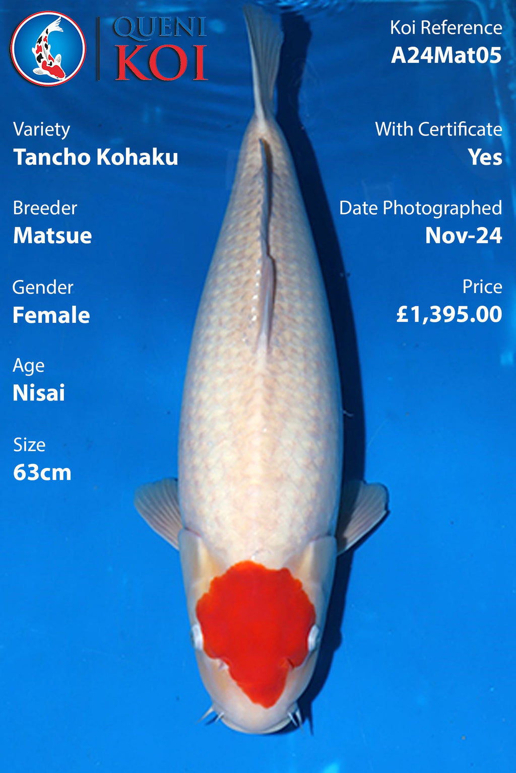 Tancho Kohaku - A24Mat05