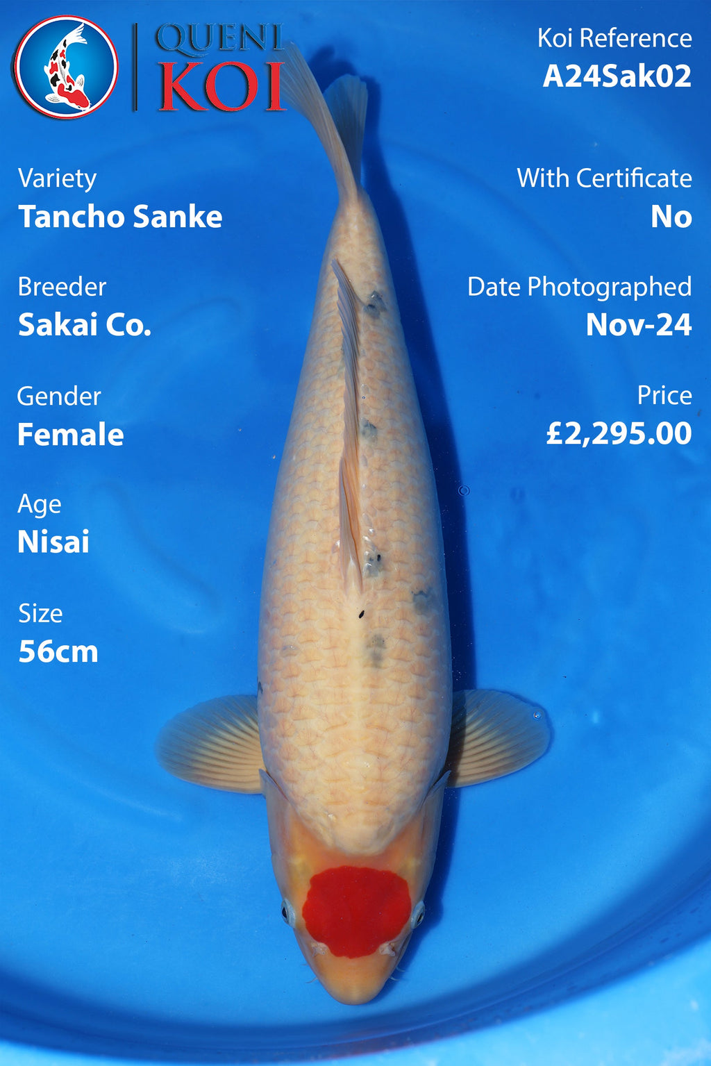 Tancho Sanke - A24Sak02