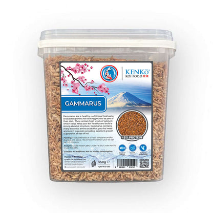 Feeding koi with Kenko Dried Gammarus Treats in pond Kenko Dried Gammarus Koi Treats 550g – premium koi treats