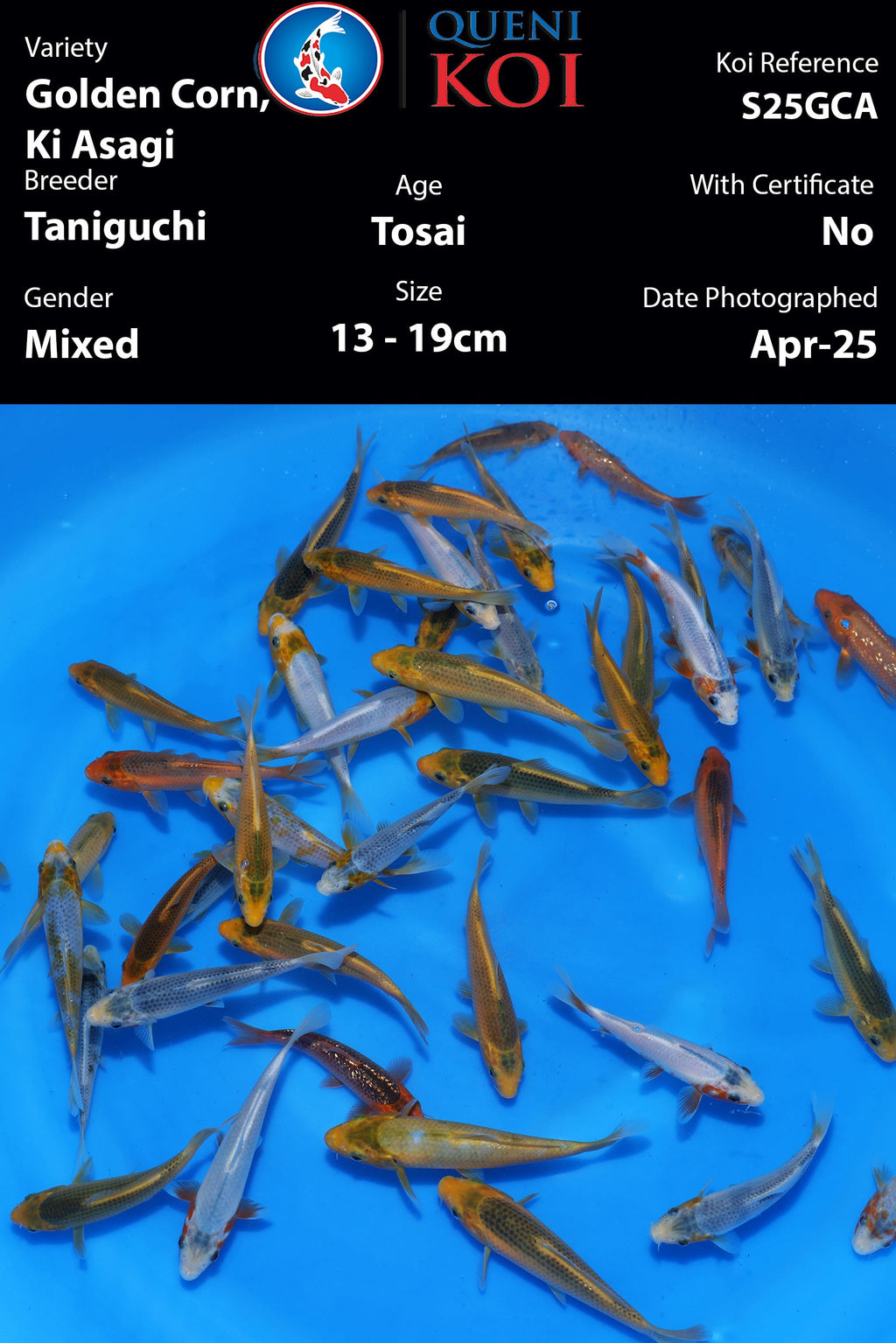 Taniguchi Golden Corn - S25GCA