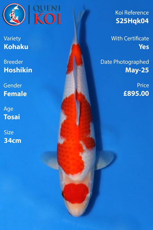 Kohaku - S25Hqk04