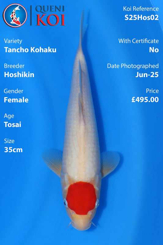 Tancho Kohaku - S25Hos02