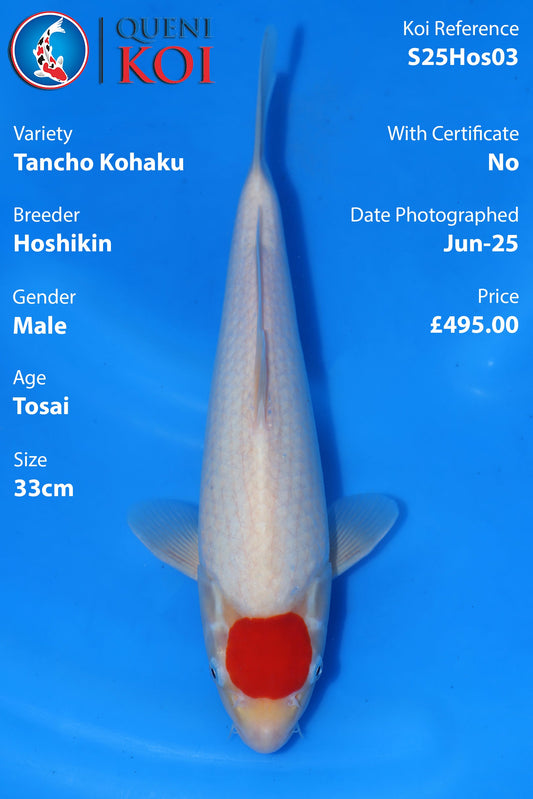 Tancho Kohaku - S25Hos03