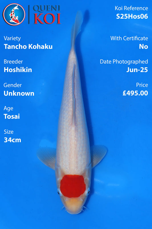 Tancho Kohaku - S25Hos06