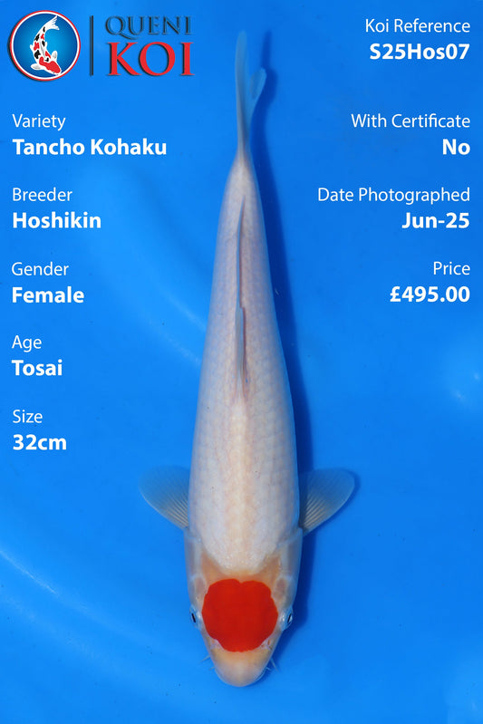 Tancho Kohaku - S25Hos07