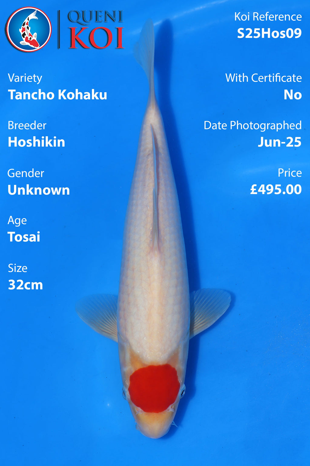 Tancho Kohaku - S25Hos09