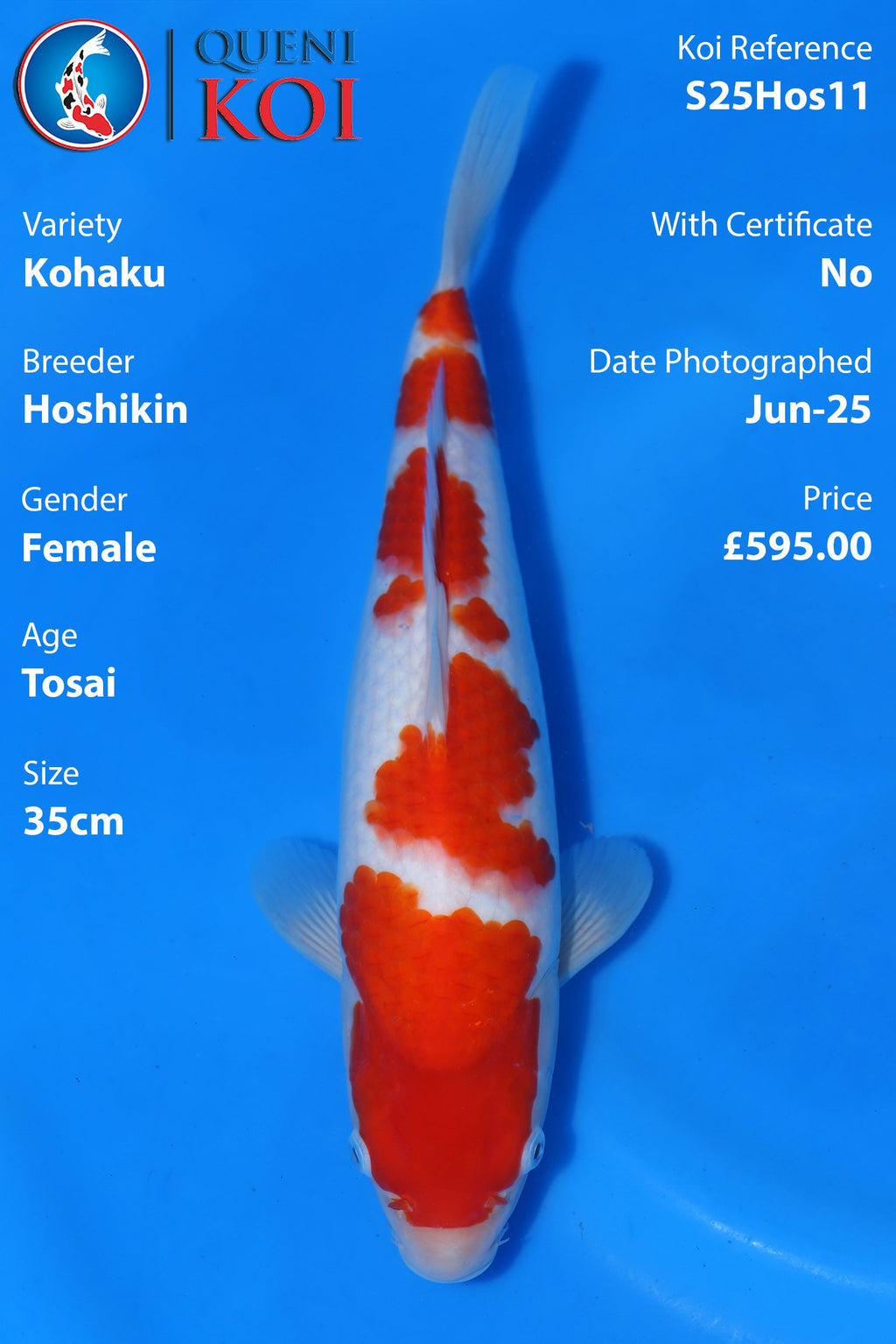 Kohaku - S25Hos11