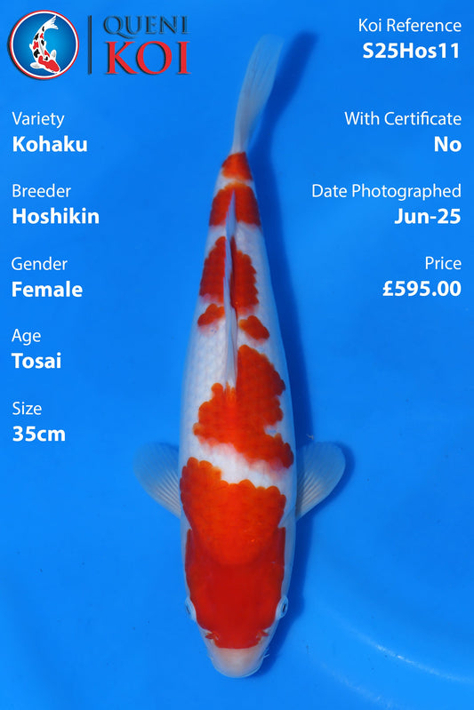 Kohaku - S25Hos11