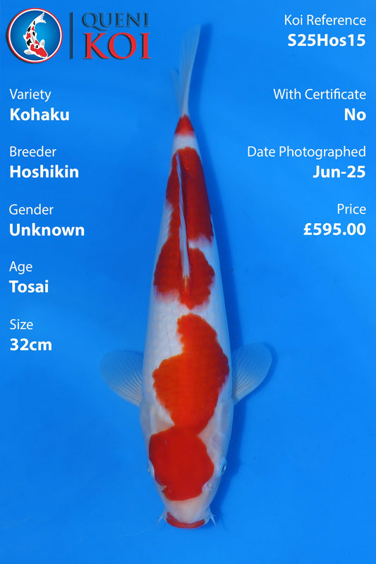 Kohaku - S25Hos15