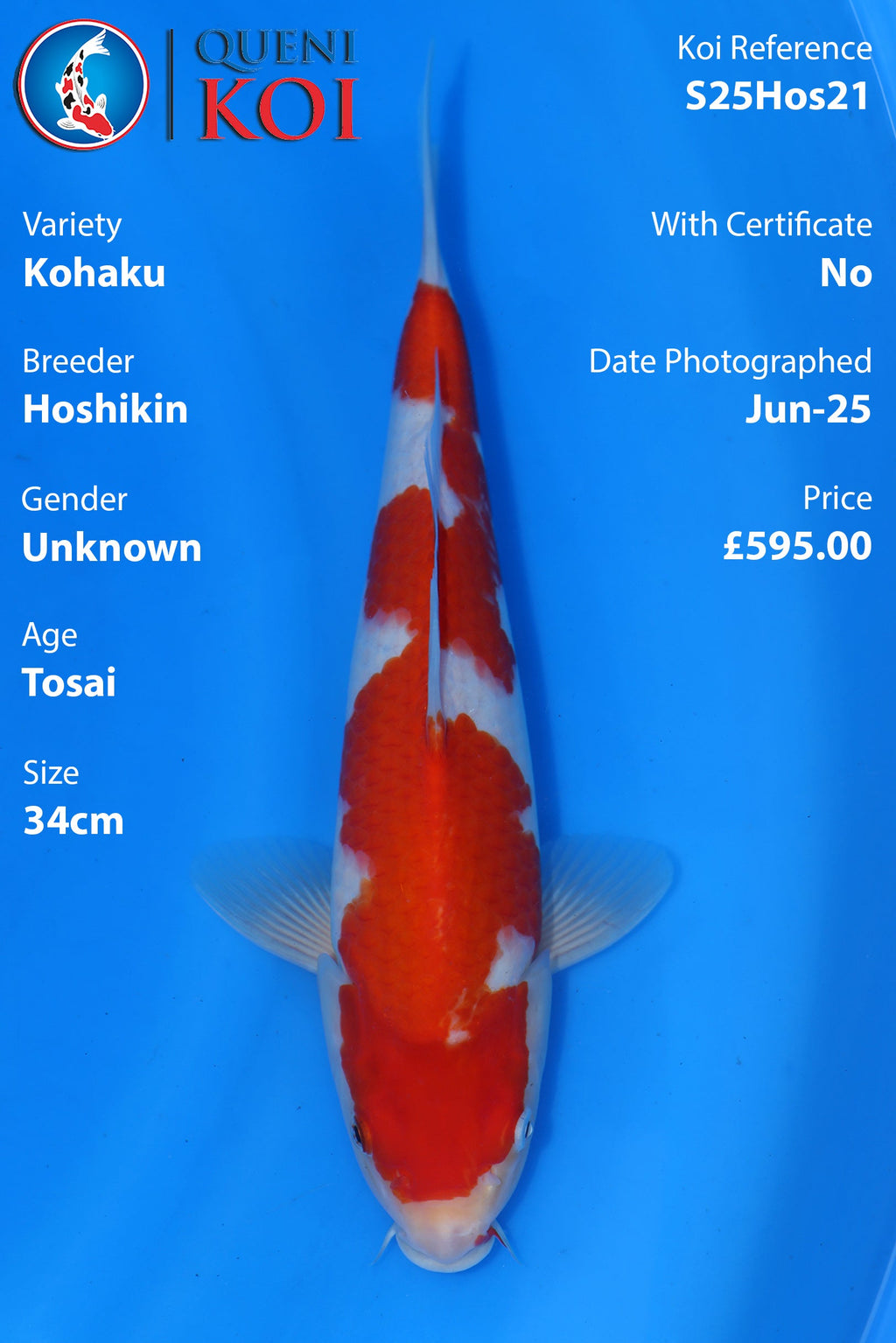 Kohaku - S25Hos21