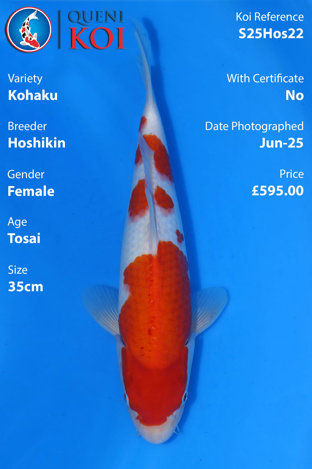 Kohaku - S25Hos22