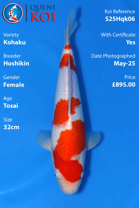 Kohaku - S25Hqk06