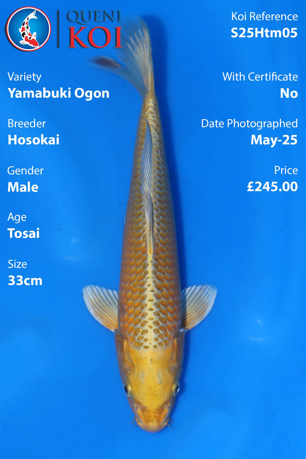 Yamabuki Ogon - S25Htm05