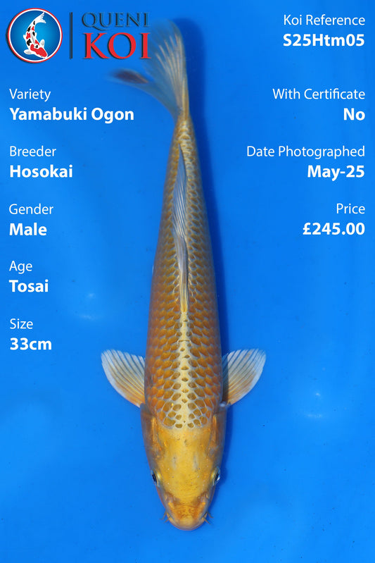 Yamabuki Ogon - S25Htm05