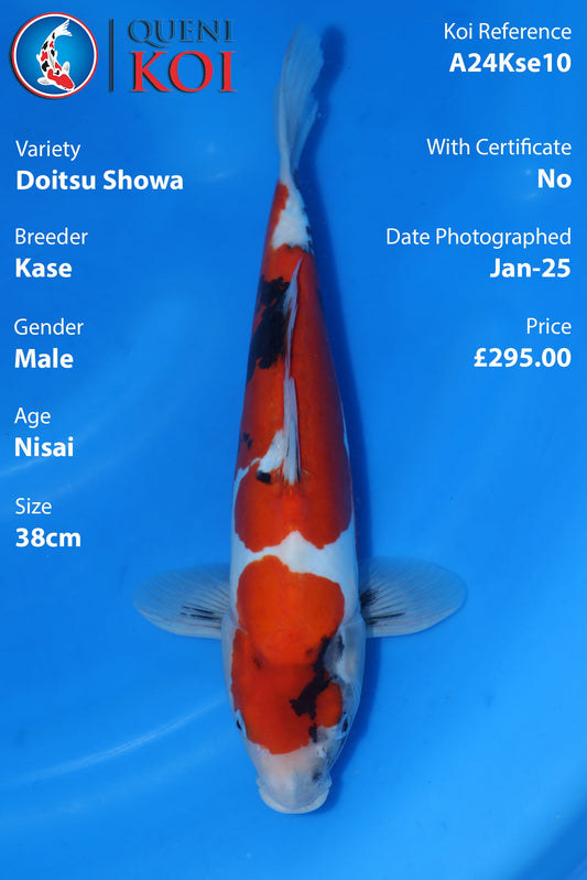 Doitsu Showa - A24Kse10