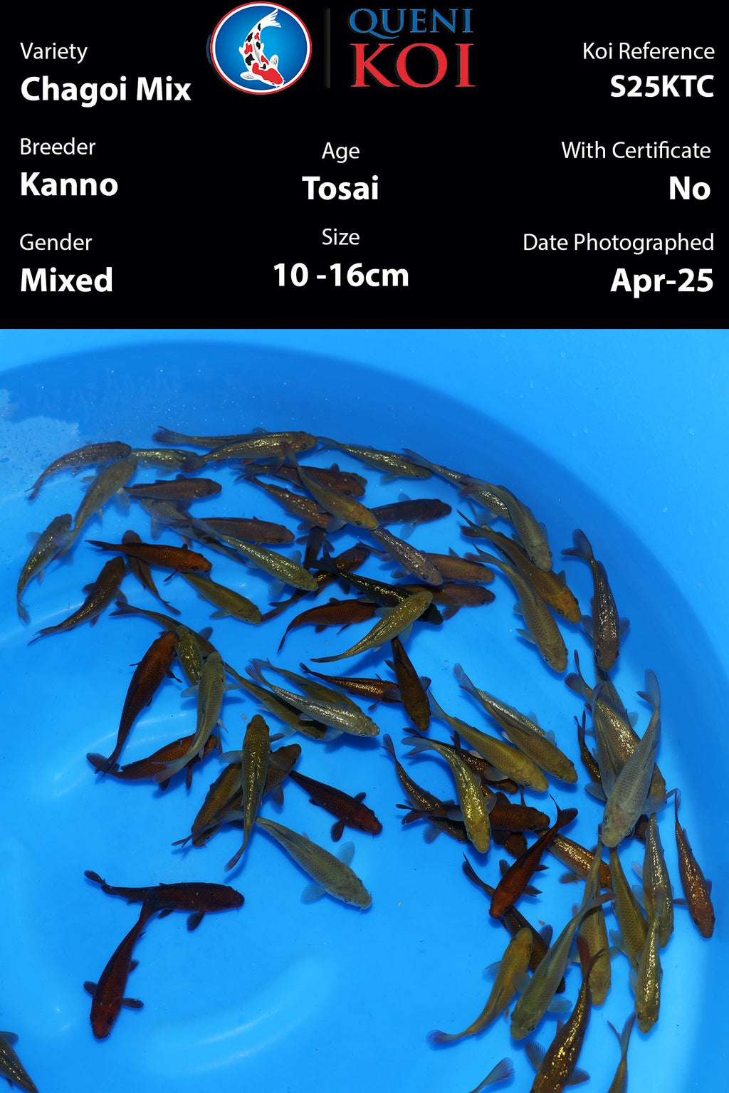 Kanno Tosai Chagoi - S25KTC (SOLD out Gin Rin Chagoi )