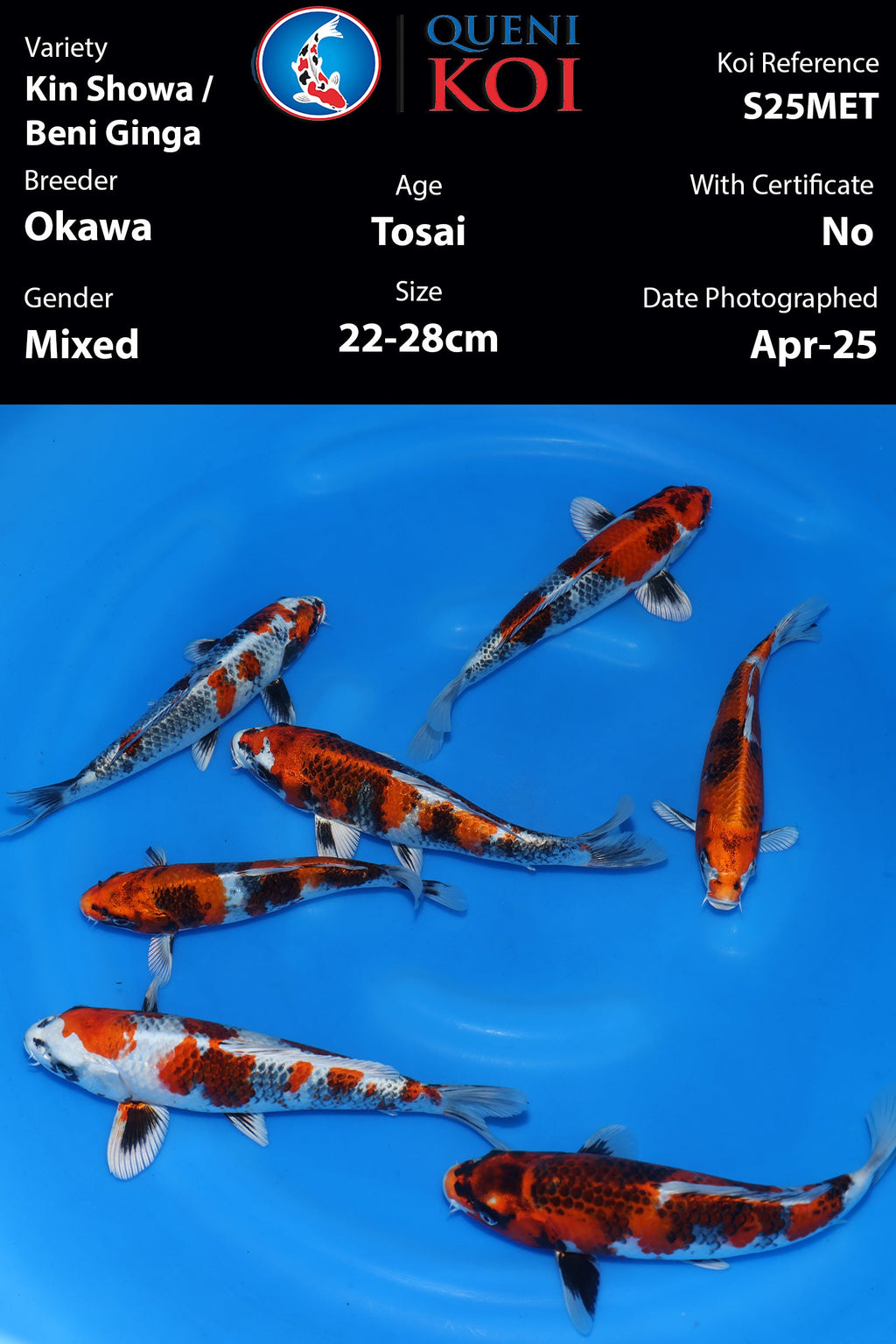 Okawa Kin Showa & Beni Ginga - S25MET