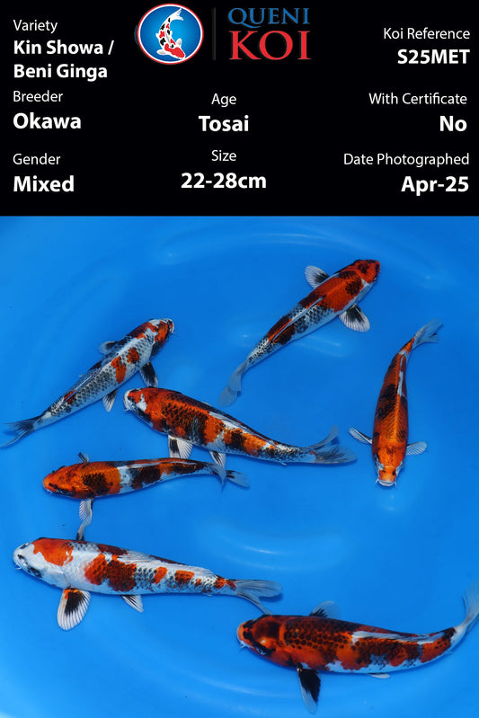 Okawa Kin Showa & Beni Ginga - S25MET