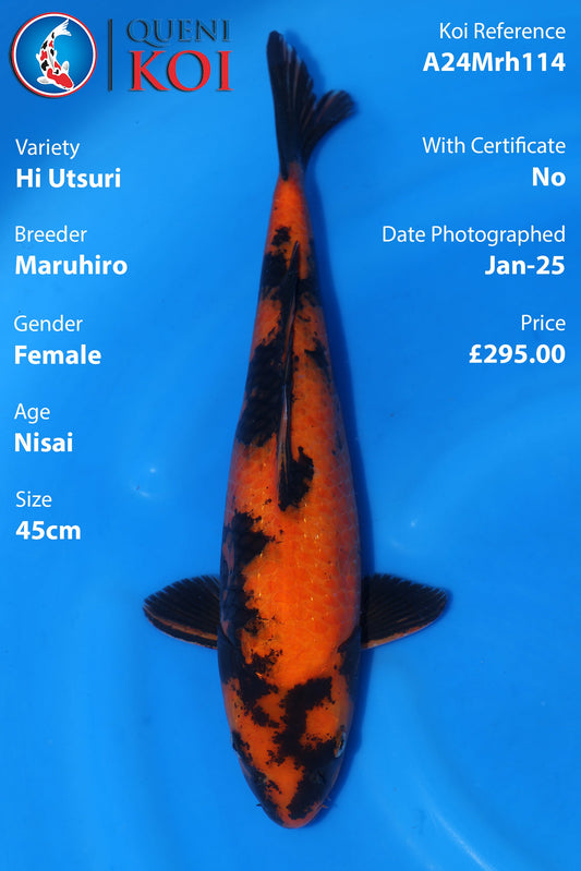 Hi Utsuri - A24Mrh114