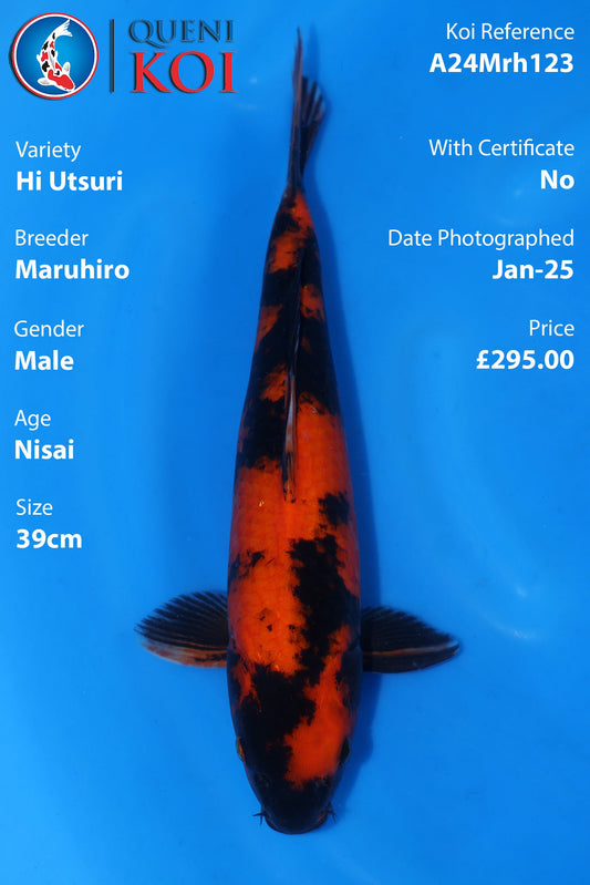 Hi Utsuri - A24Mrh123