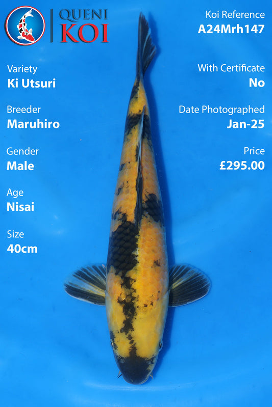 Ki Utsuri -A24Mrh147