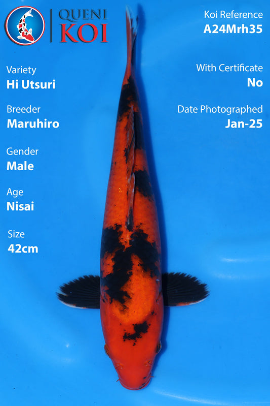 Hi Utsuri - A24Mrh35