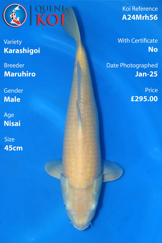 Karashigoi - A24Mrh56