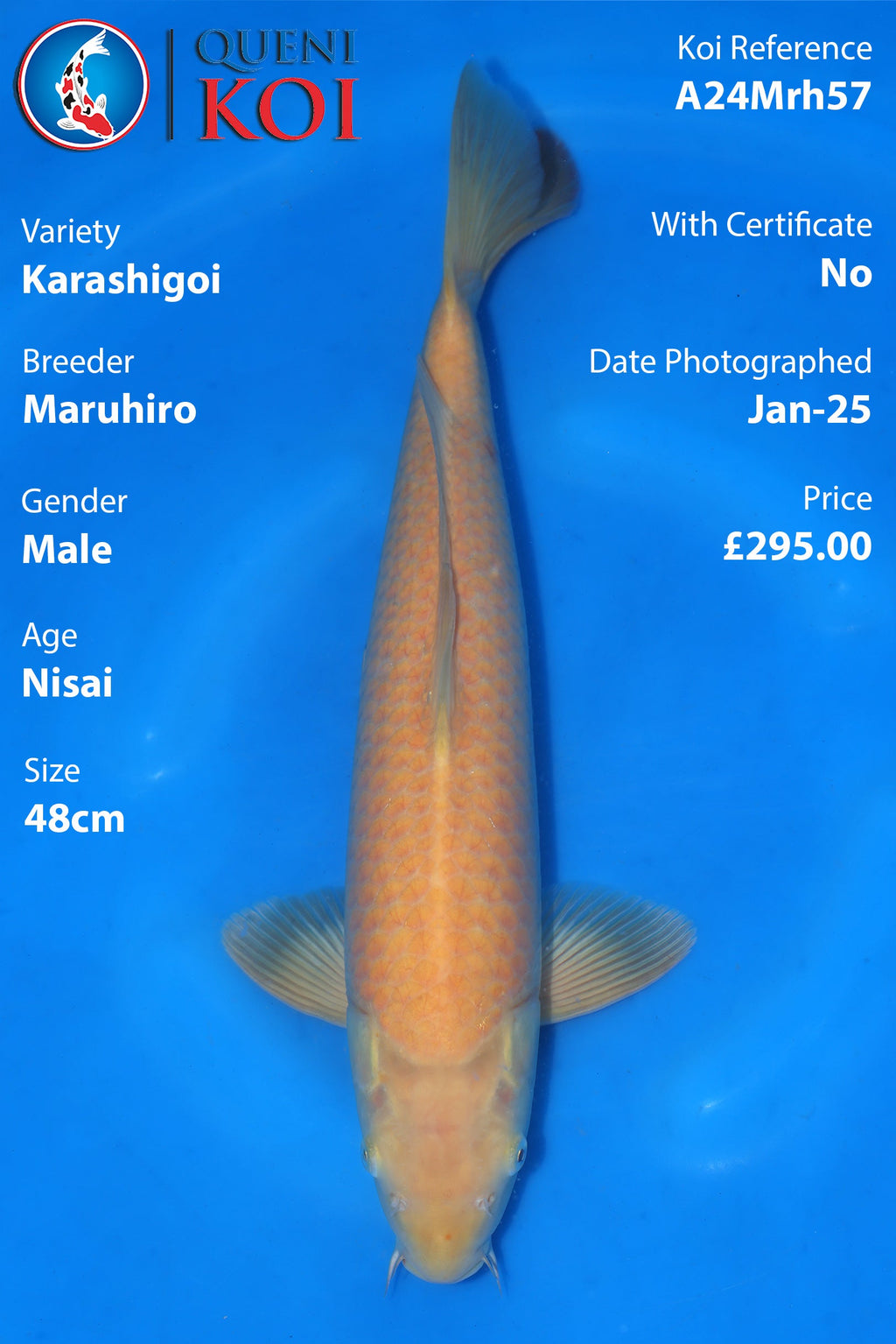 Karashigoi - A24Mrh57