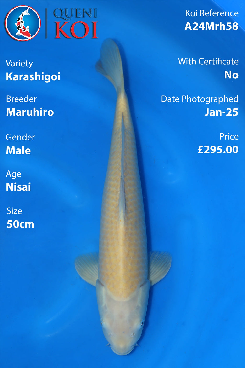 Karashigoi - A24Mrh58