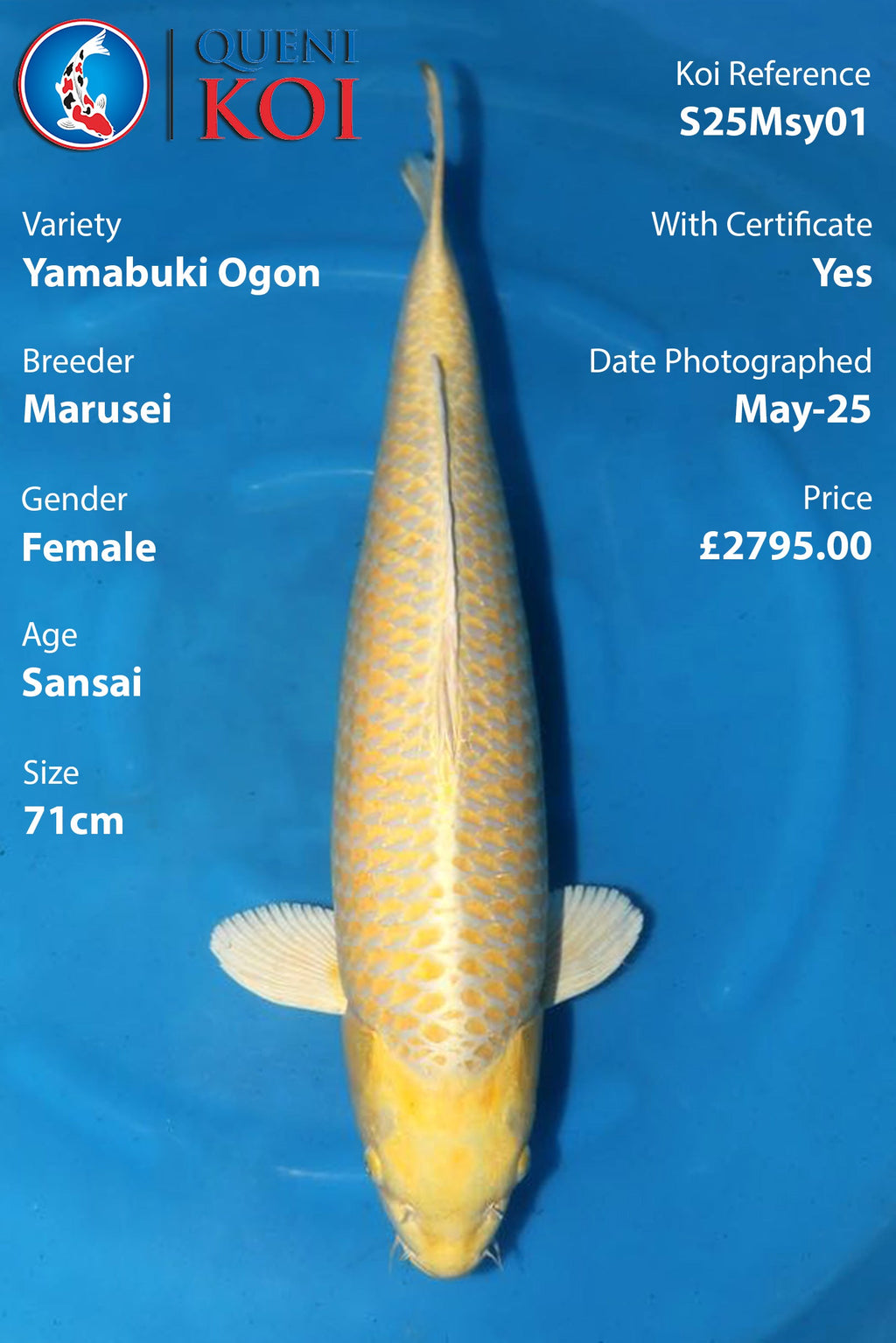 Yamabuki Ogon - S25Msy01