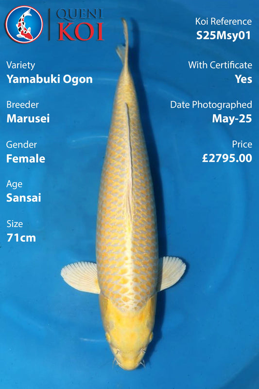 Yamabuki Ogon - S25Msy01