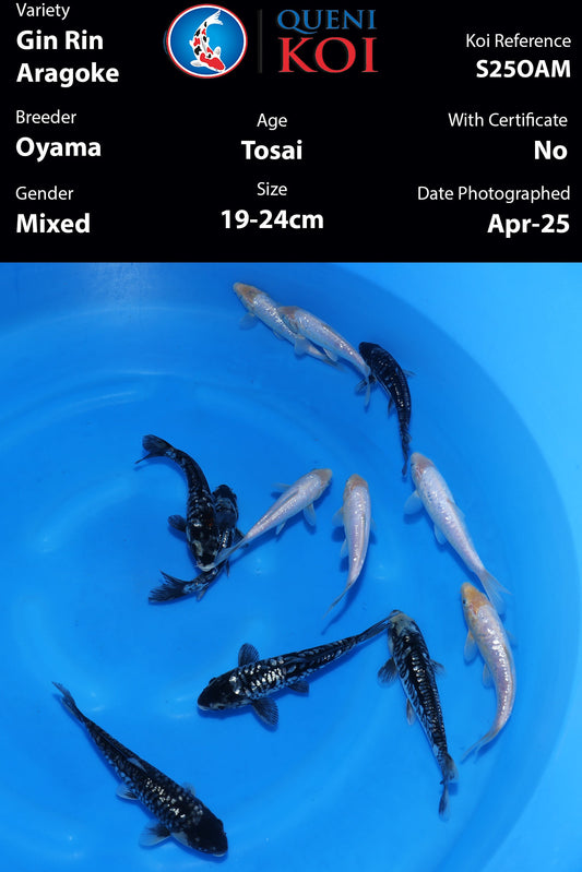 Gin Rin Aragoke Mix - S25OAM