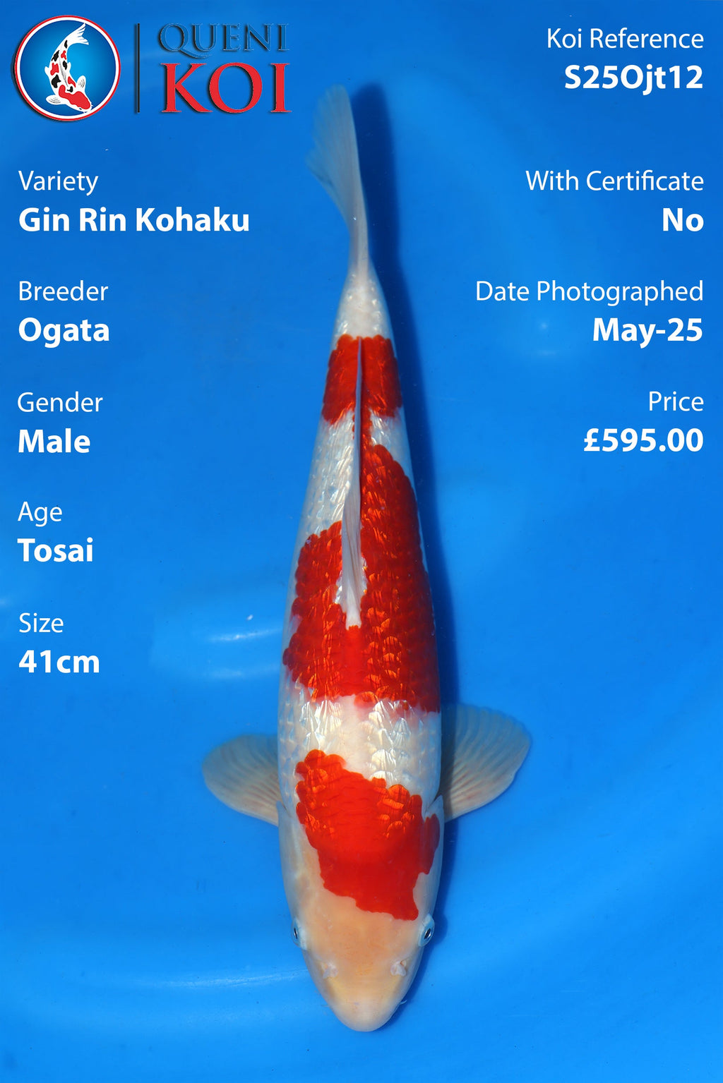 Gin Rin Kohaku - S25Ojt12