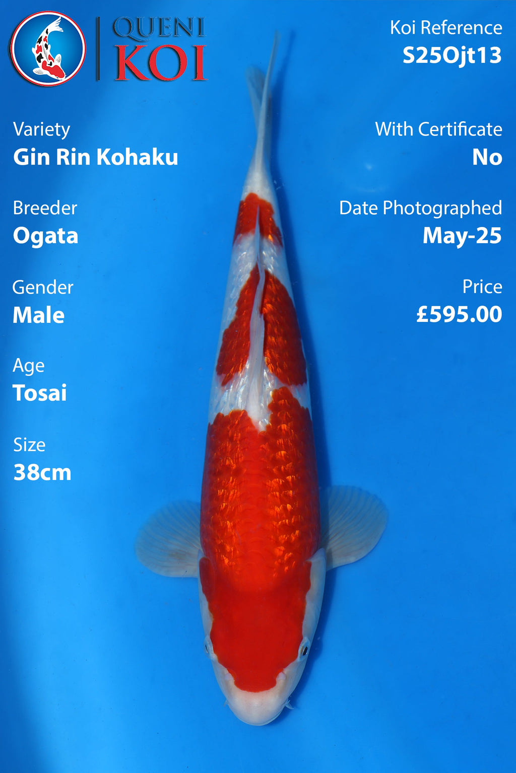 Gin Rin Kohaku - S25Ojt13