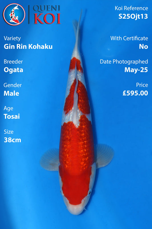 Gin Rin Kohaku - S25Ojt13